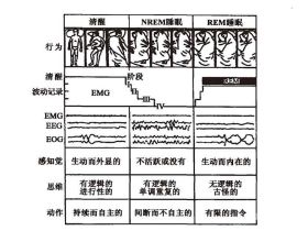 睡眠的几个阶段