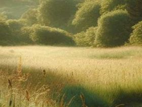 强迫症的归因研究